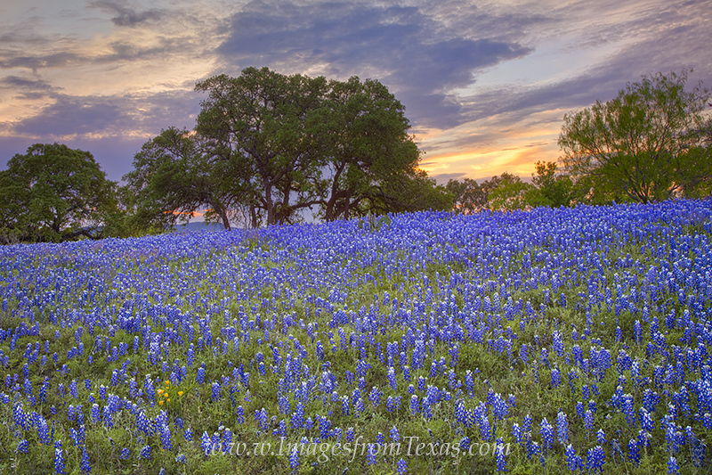 Bluebonnets Under an Evening Sky 3 | Texas Hill Country | Rob Greebon ...