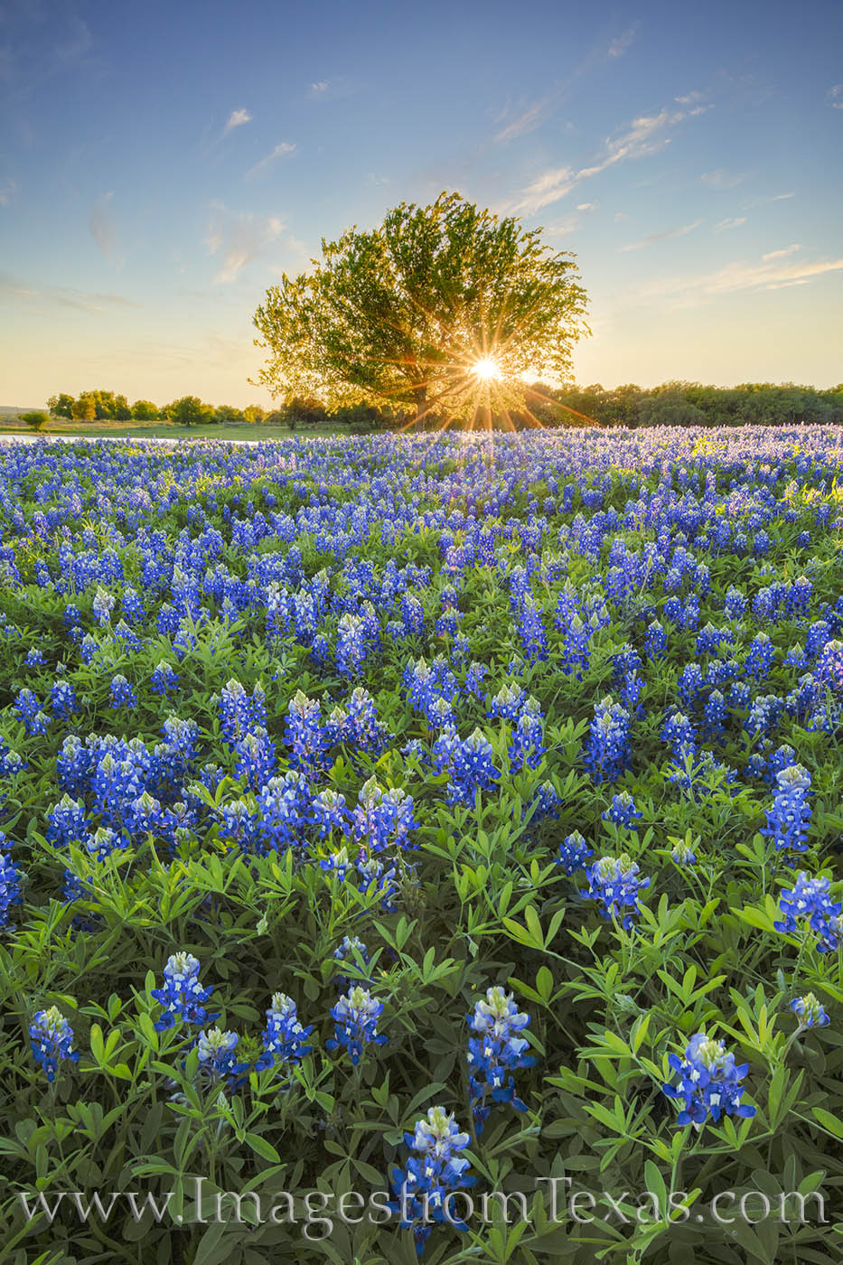 Bluebonnets and One Tree 2 | Texas Hill Country | Rob Greebon Photography