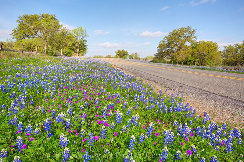 Texas Bluebonnets and Stork's Bill 1 | Castell, Texas | Rob Greebon ...