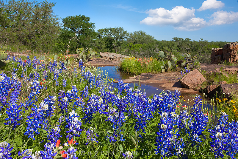 Hill Country Landscape Bluebonnets 2 | llano, Texas | Rob Greebon ...