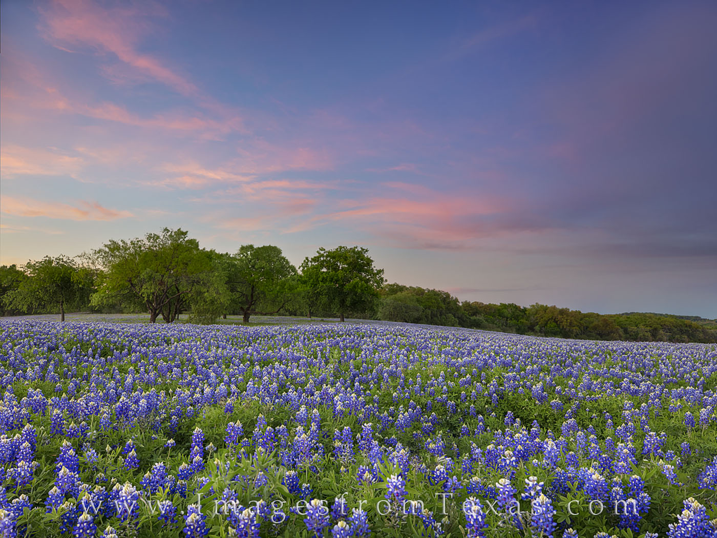 Horseshoe Bend Bluebonnets 312-1 | Texas Hill Country | Rob Greebon ...